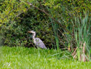 Grey Heron - Czapla Siwa
